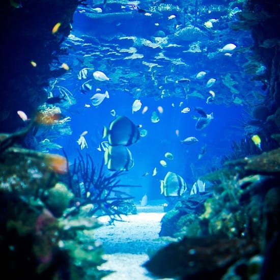 Oceanario de Lisboa: ¡El acuario más grande de Europa! Es el primer acuario del mundo que incorpora los hábitats oceánicos del planeta en un solo entorno, con impresionantes reconstrucciones de los diversos ecosistemas.